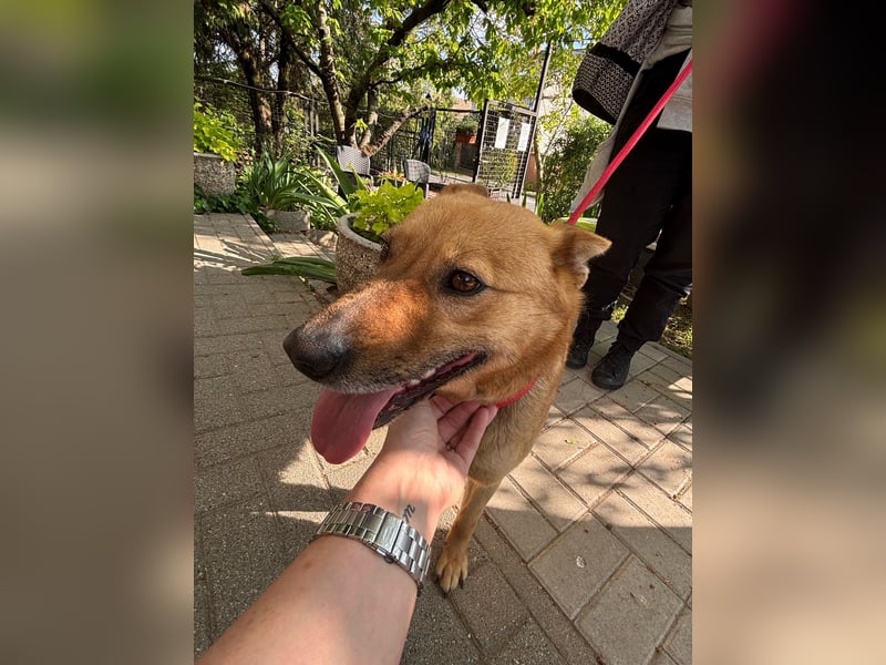 Fanni VI – Eine starke Seele auf vier Pfoten sucht Geborgenheit