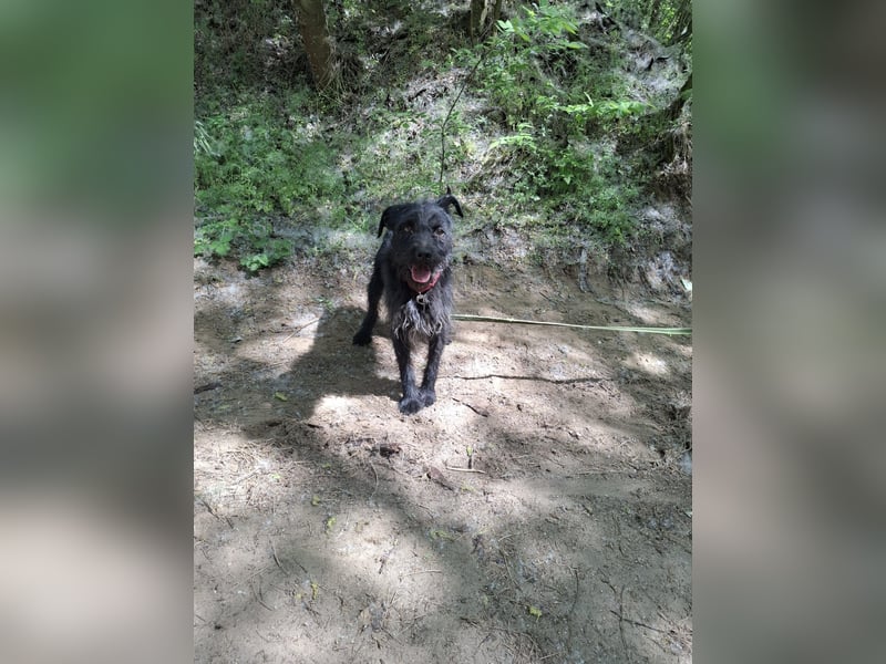 Kuksi_BE_sensibler Junge sucht sein Zuhause 