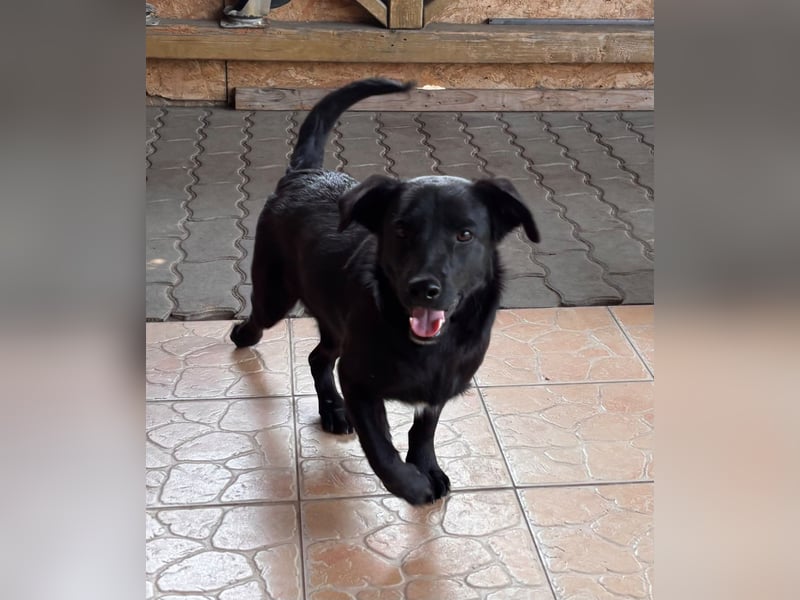 Benni BR – besonderer Herzenshund sucht Menschen mit großem Herzen ❤️