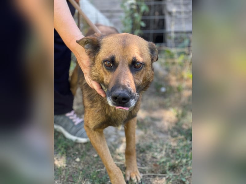 Mancs LM - Ein treuer Gefährte mit trauriger Vergangenheit sucht Neuanfang