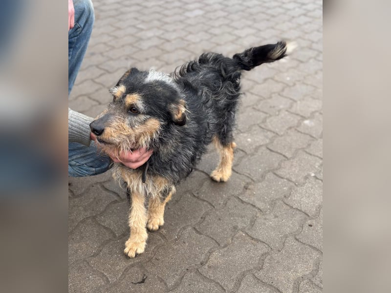 RICKY – lebensfroher Wirbelwind sucht aktive Menschen