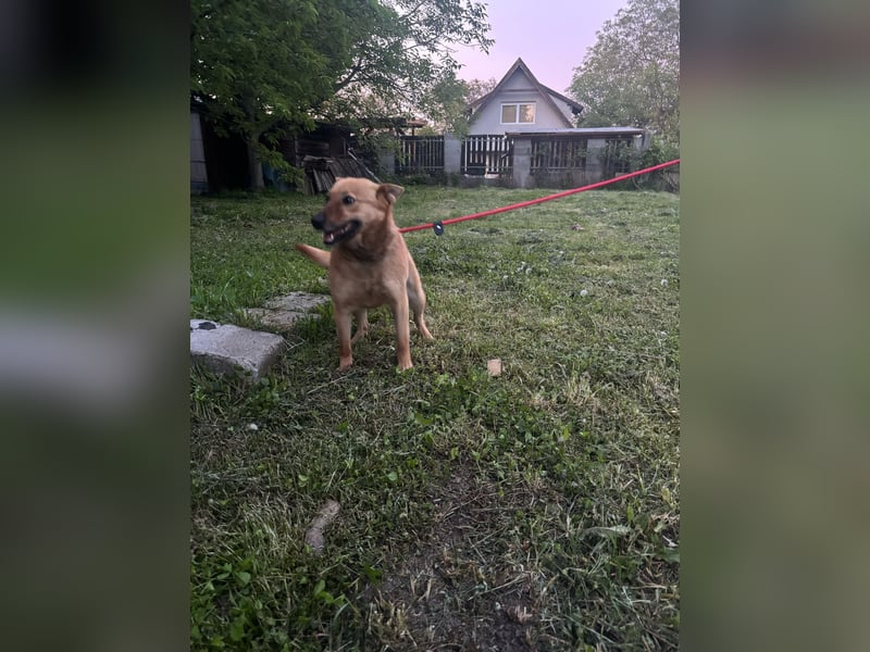 Fanni VI – Eine starke Seele auf vier Pfoten sucht Geborgenheit