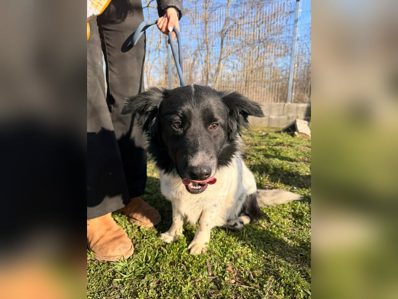 PAULI (VA) – fröhlicher Rüde sucht seine Zweibeiner