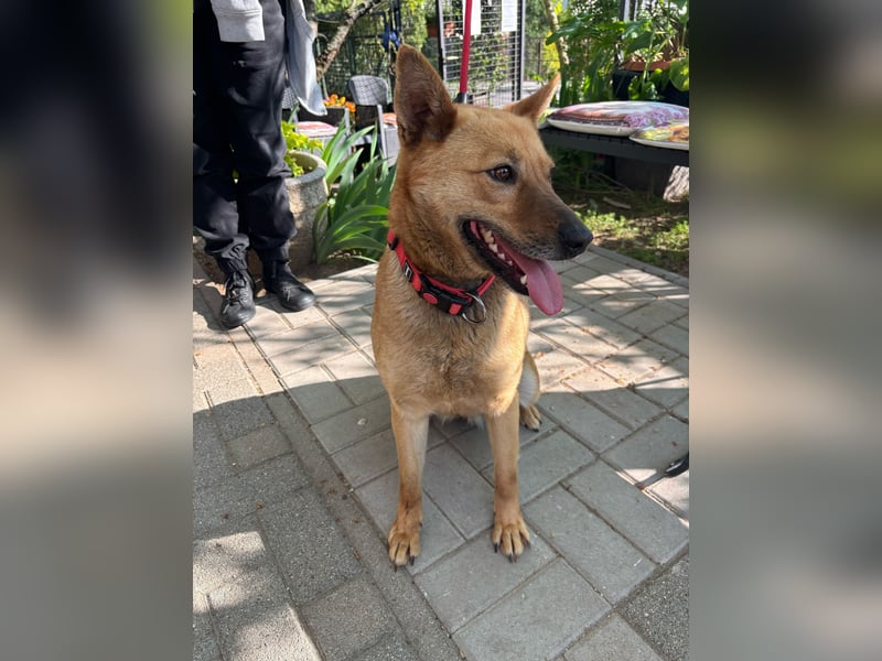 Fanni VI – Eine starke Seele auf vier Pfoten sucht Geborgenheit