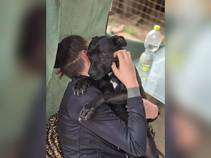 Helga BE – sanfte Hundeseele sucht einfühlsames Zuhause