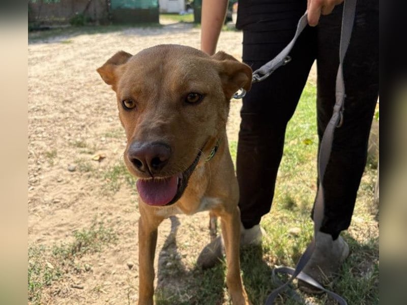 Cirino – sanfter Herzenshund sucht liebevolle Menschen 