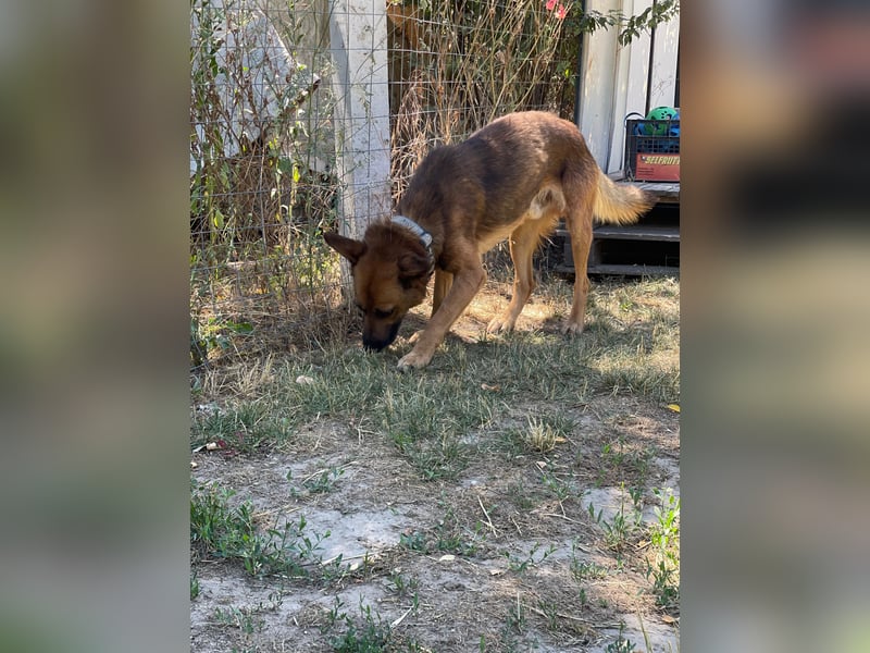Mancs LM - Ein treuer Gefährte mit trauriger Vergangenheit sucht Neuanfang