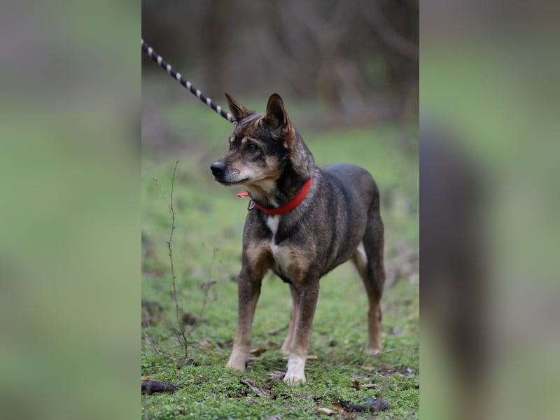 Lactia – liebevolle Begleiterin sucht ihr Für-immer-Zuhause!