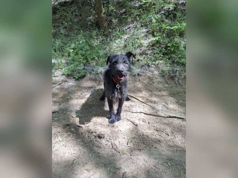 Kuksi_BE_sensibler Junge sucht sein Zuhause 
