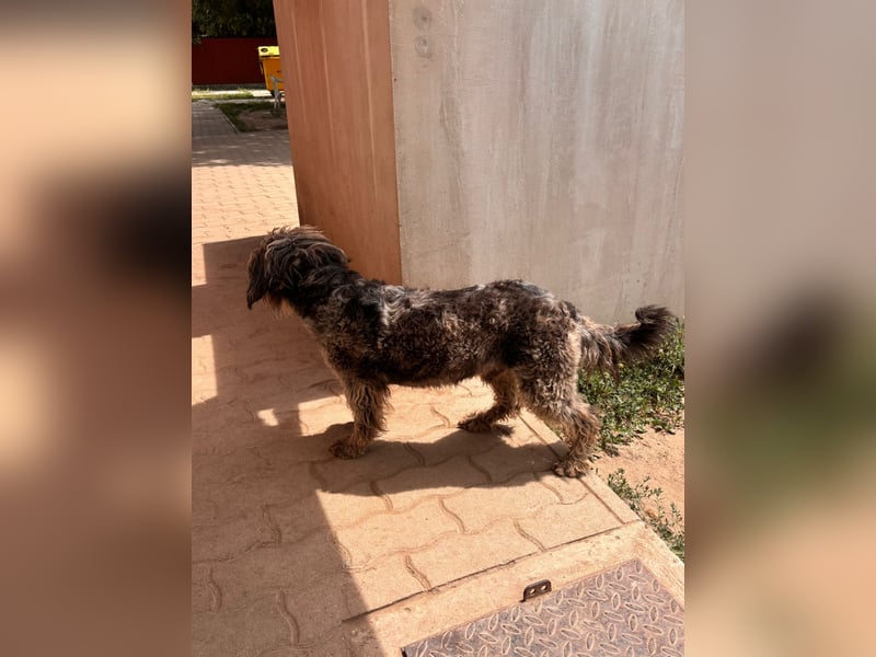 Tobi BR – sanfter Labradoodle sucht liebevolles Zuhause 