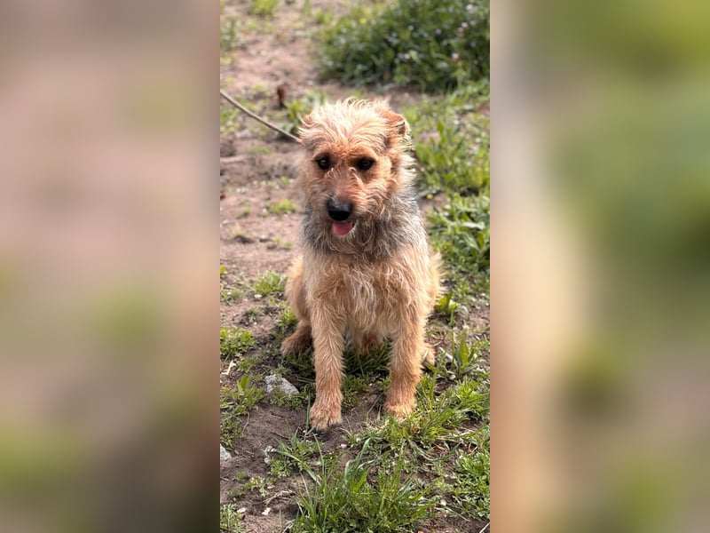 KEVIN – fröhlicher Jungspund sucht sein Für-immer-Zuhause