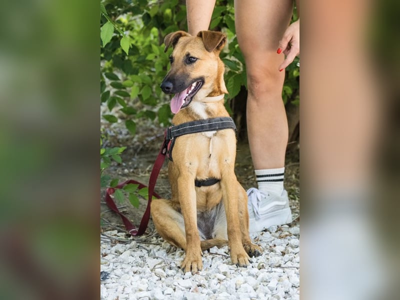 Csimpi SI – selbstbewusste Terrier-Mix-Hündin sucht aktive Menschen