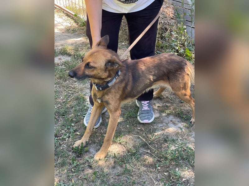 Mancs LM - Ein treuer Gefährte mit trauriger Vergangenheit sucht Neuanfang