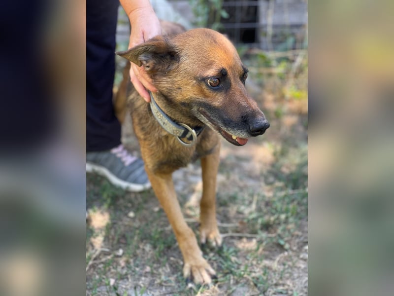 Mancs LM - Ein treuer Gefährte mit trauriger Vergangenheit sucht Neuanfang