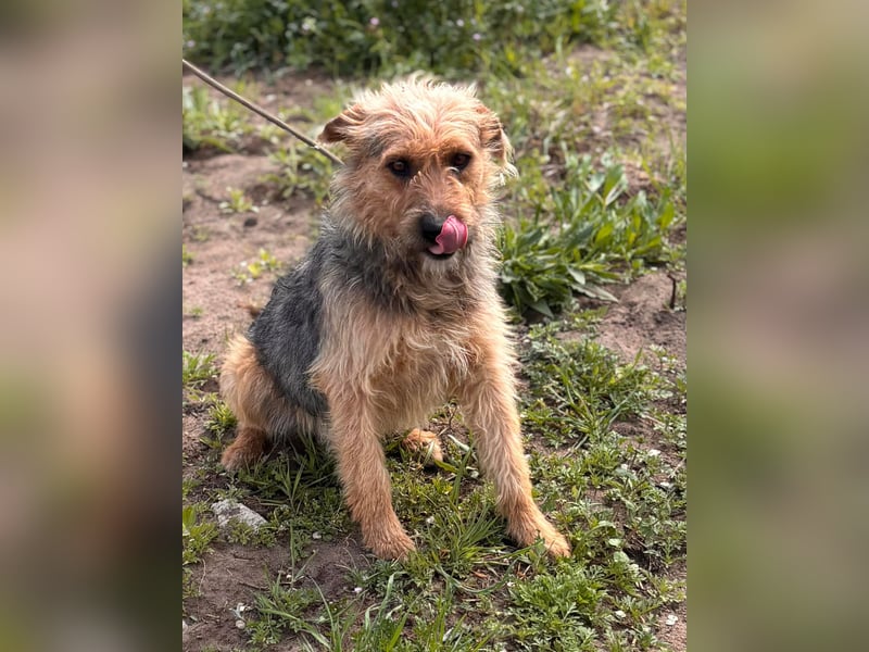 KEVIN – fröhlicher Jungspund sucht sein Für-immer-Zuhause