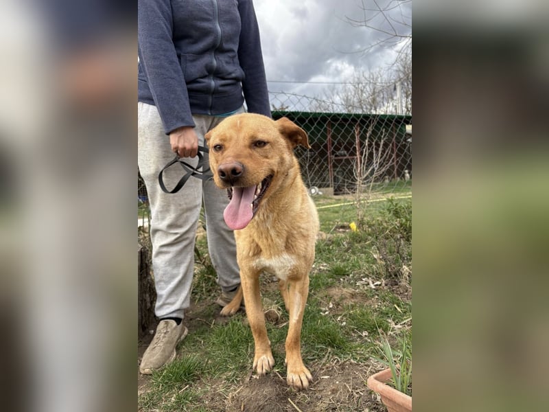 Cirino – sanfter Herzenshund sucht liebevolle Menschen 