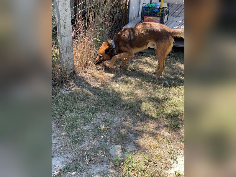 Mancs LM - Ein treuer Gefährte mit trauriger Vergangenheit sucht Neuanfang