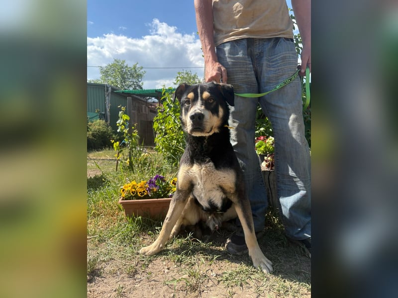 Klausz KK, freundlicher Rüde sucht neue Berufung