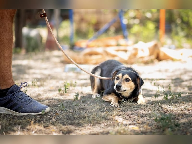 Tasli BE – Vom Straßenhund zum treuen Familienbegleiter 