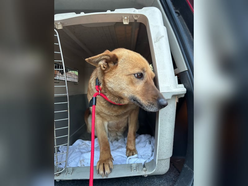 Fanni VI – Eine starke Seele auf vier Pfoten sucht Geborgenheit