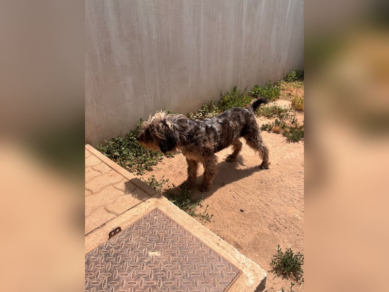 Tobi BR – sanfter Labradoodle sucht liebevolles Zuhause 