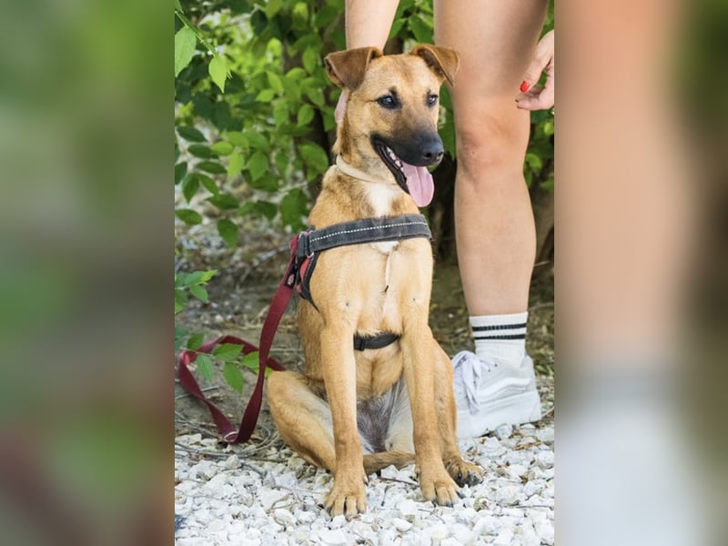 Csimpi SI – selbstbewusste Terrier-Mix-Hündin sucht aktive Menschen