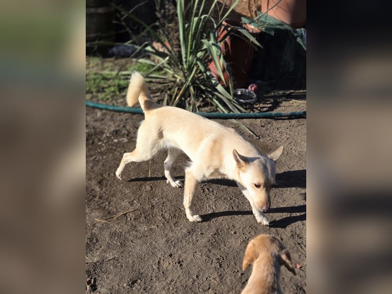 Frida BE – kleine Liebesbombe sucht ihr Zuhause 