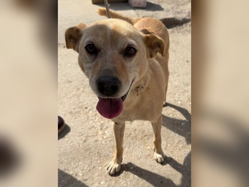 Gajana-KK – tapfere, bezaubernde Mix-Hündin sucht liebevolles Zuhause