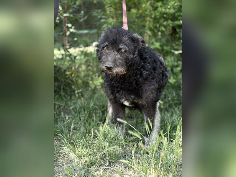 Miletta-KK- liebe Hundeseniorin sucht ihr Glück