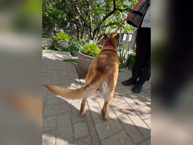 Fanni VI – Eine starke Seele auf vier Pfoten sucht Geborgenheit