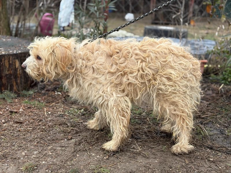 Floki KK Raus aus dem Heim rein ins Herz