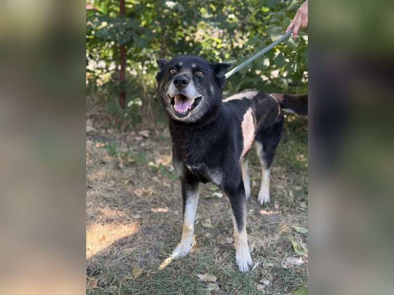 Latinka – bezaubernde Hundedame wartet auf ihr Für-Immer-Zuhause 