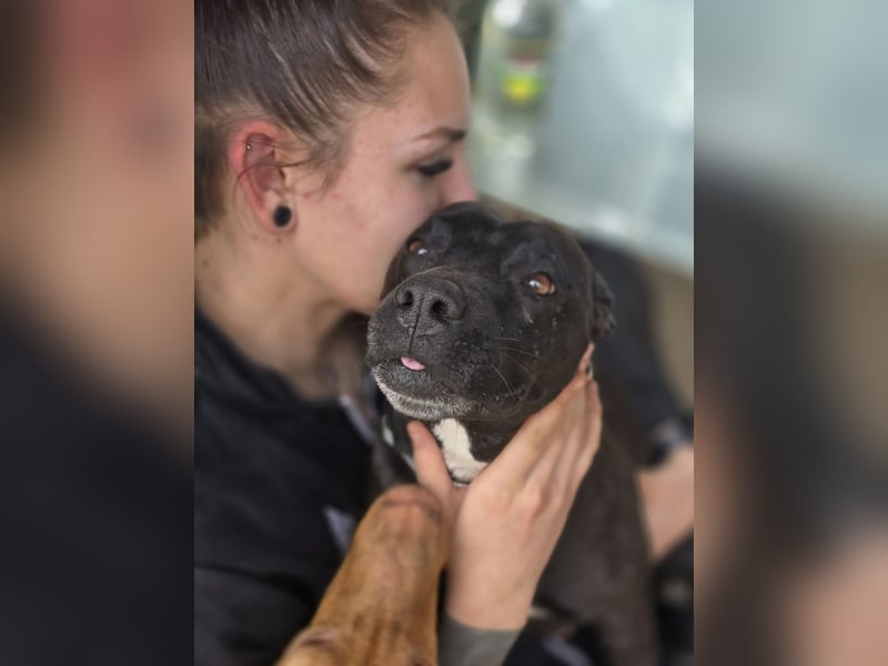 Helga BE – sanfte Hundeseele sucht einfühlsames Zuhause