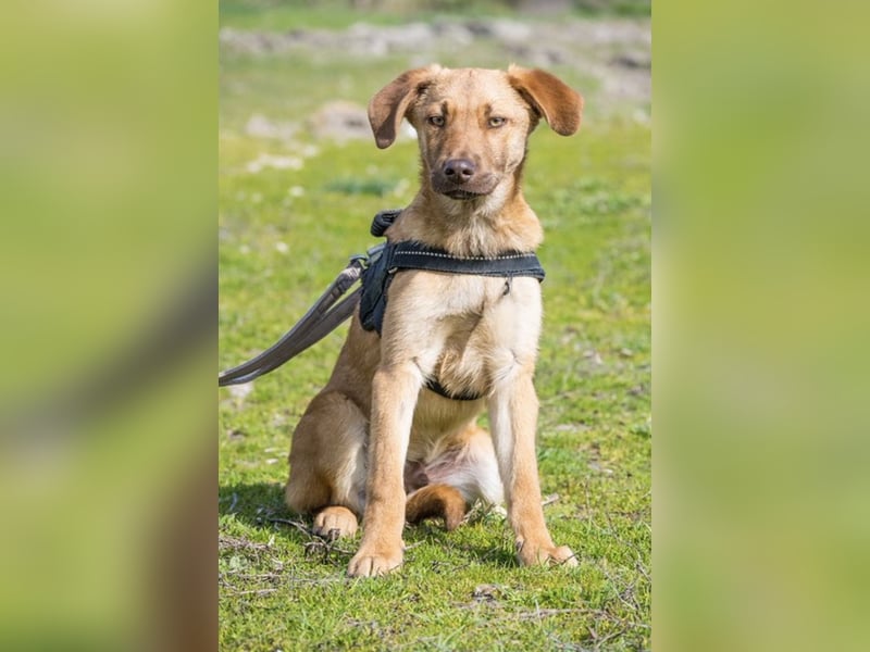 Taxi SI – sensibler junger Rüde sucht geduldige Menschen 
