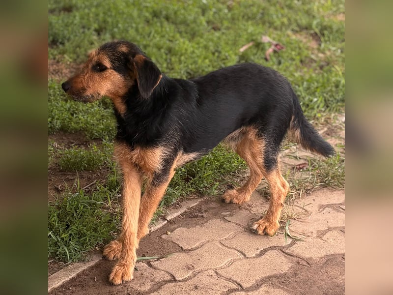 Toni BR – freundlicher Junghund sucht geduldige Menschen 