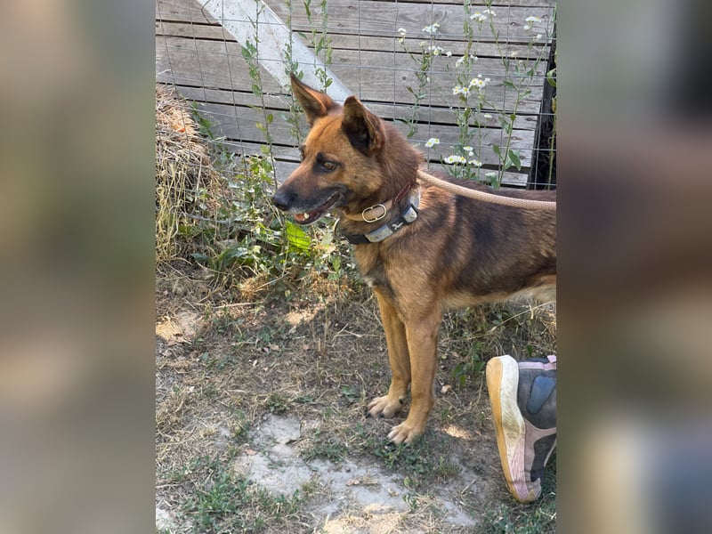 Mancs LM - Ein treuer Gefährte mit trauriger Vergangenheit sucht Neuanfang