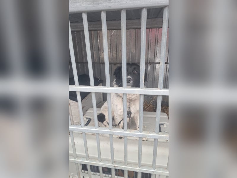 PAULI (VA) – fröhlicher Rüde sucht seine Zweibeiner