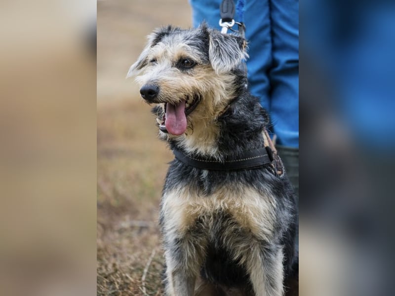 Pitypang-Si – Zarte junge Hündin mit großem Herz und viel Potential