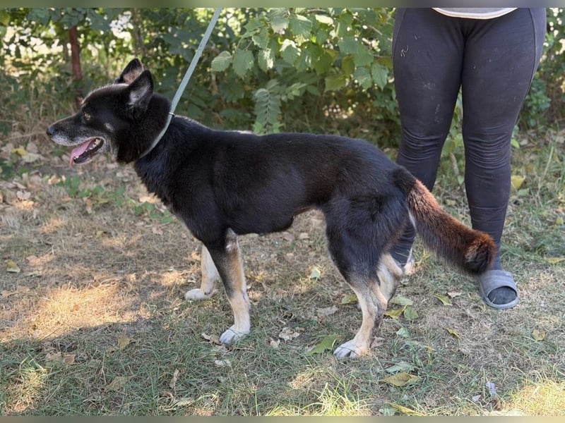 Latinka – bezaubernde Hundedame wartet auf ihr Für-Immer-Zuhause 