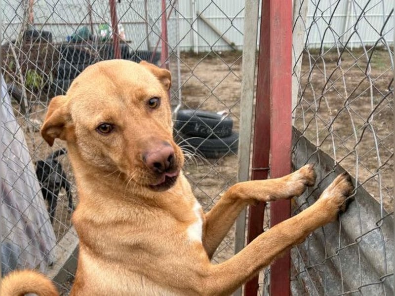 Cirino – sanfter Herzenshund sucht liebevolle Menschen 