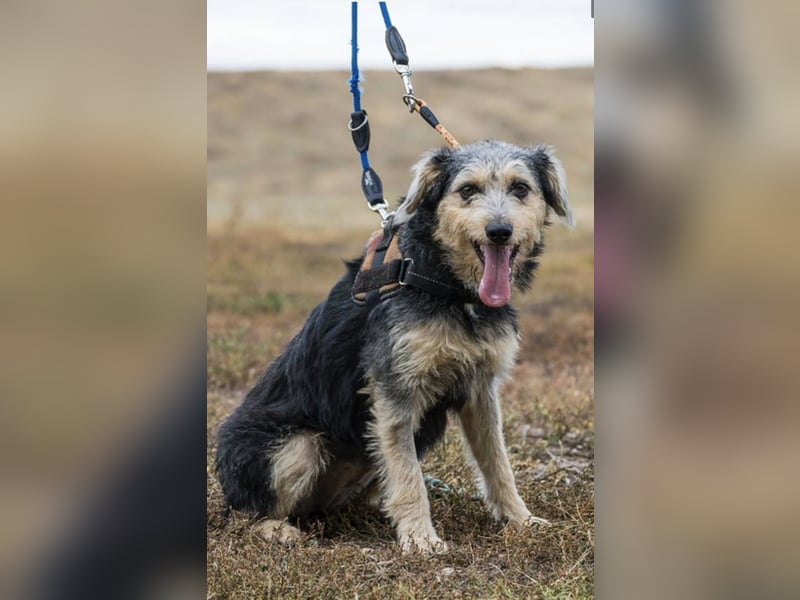 Pitypang-Si – Zarte junge Hündin mit großem Herz und viel Potential