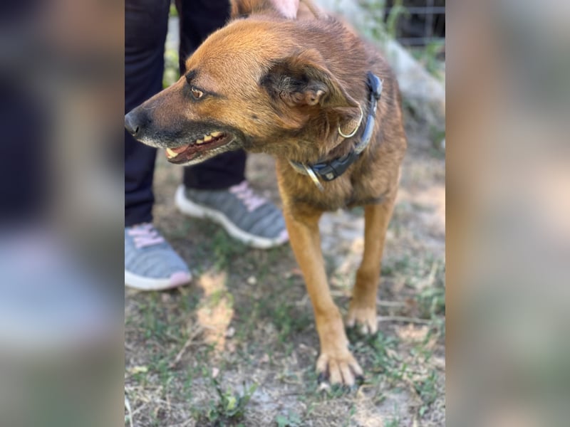 Mancs LM - Ein treuer Gefährte mit trauriger Vergangenheit sucht Neuanfang