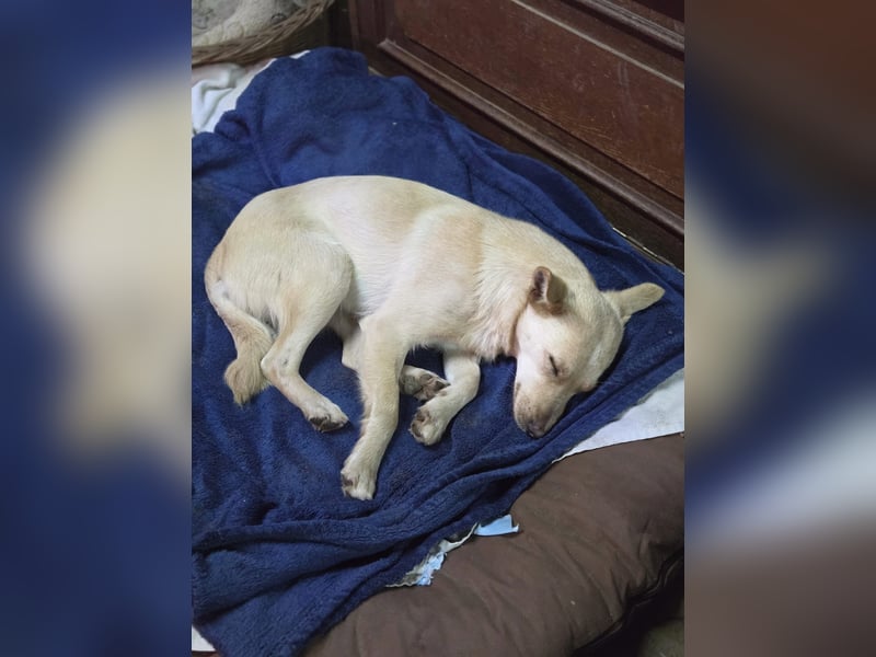 Frida BE – kleine Liebesbombe sucht ihr Zuhause 