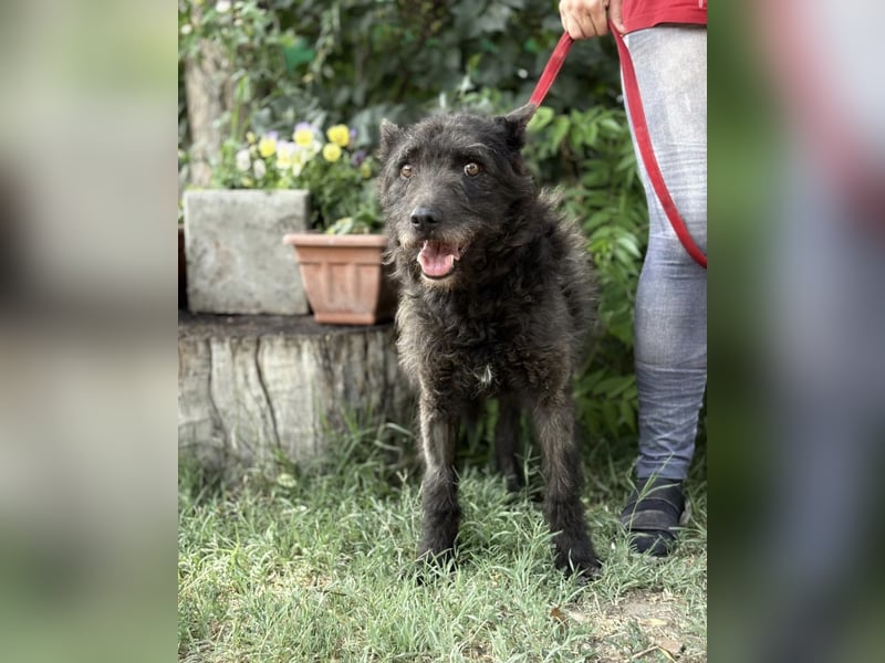 Zotmund-KK – ein wunderbarer Hundesenior mit dem Herzen am rechten Fleck 