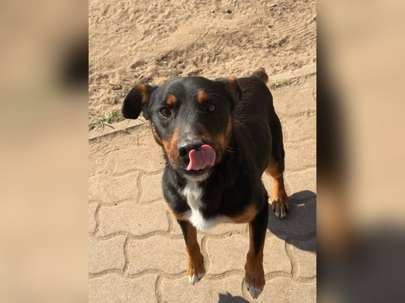 MACI – aktiver Rüde sucht geduldige Menschen mit Herz