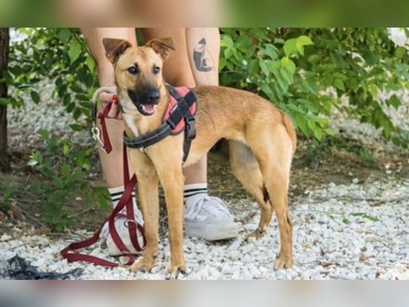 Csimpi SI – selbstbewusste Terrier-Mix-Hündin sucht aktive Menschen