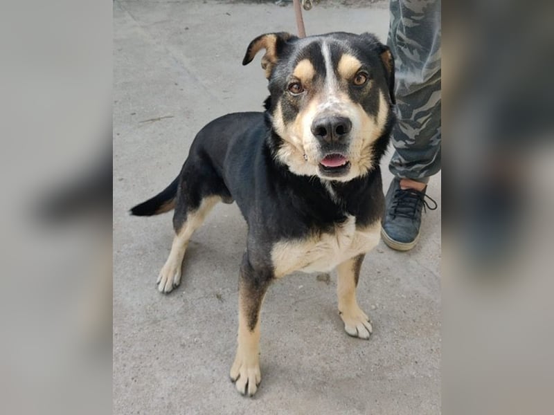 Klausz KK, freundlicher Rüde sucht neue Berufung