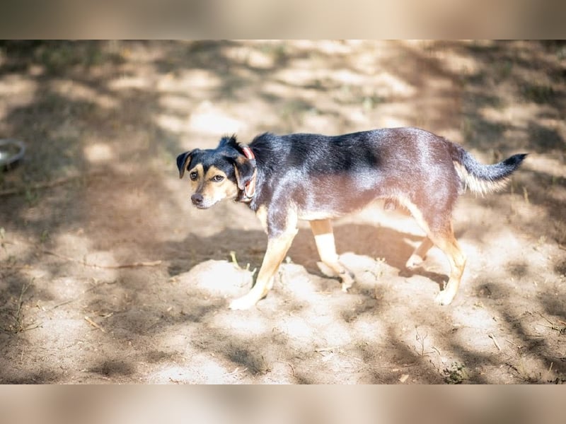 Tasli BE – Vom Straßenhund zum treuen Familienbegleiter 