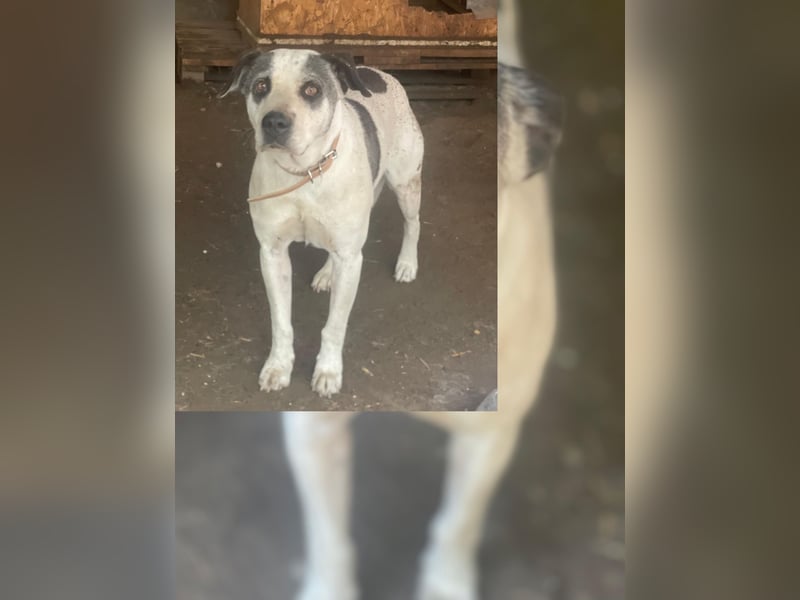 Pötyi LM - Zurückhaltende Hündin sucht Leckerliegeber