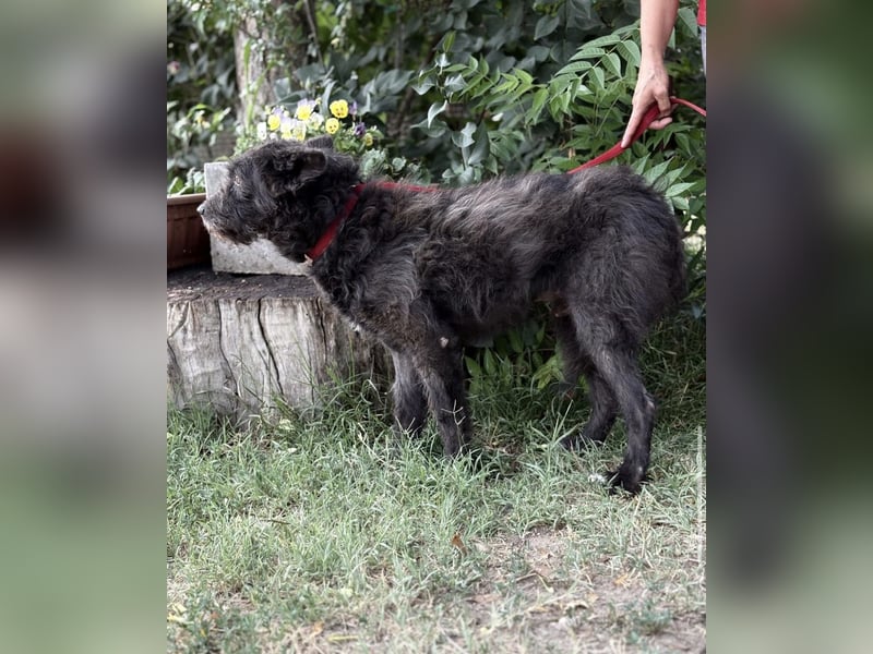 Zotmund-KK – ein wunderbarer Hundesenior mit dem Herzen am rechten Fleck 